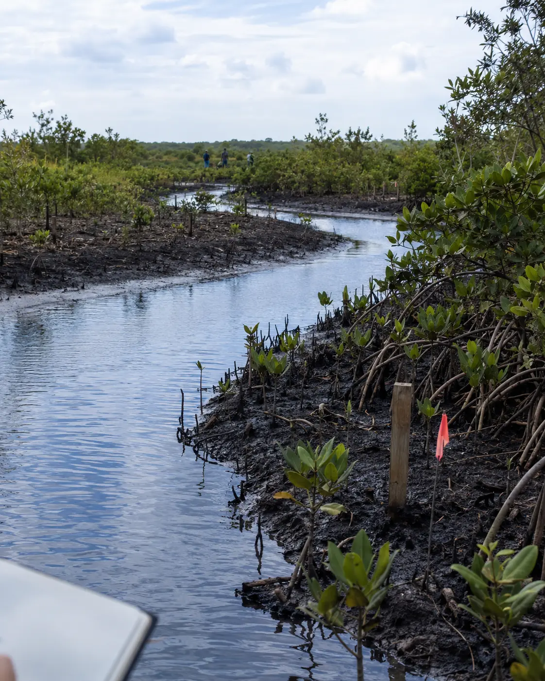Restored tidal creek with regenerating mangroves and monitoring stakes