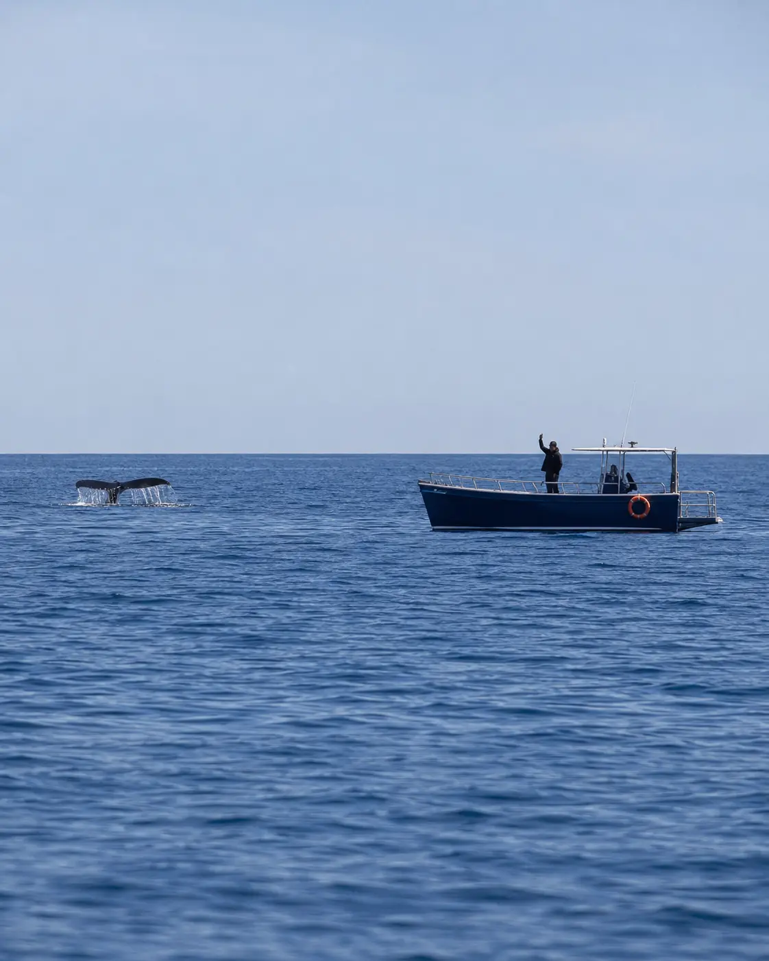 Small viewing boat keeping a respectful distance from a whale tail