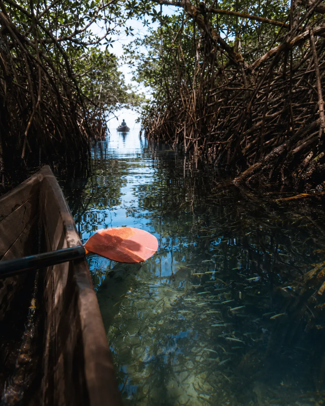 Mangrove channel viewed from a canoe with living roots and juvenile fish