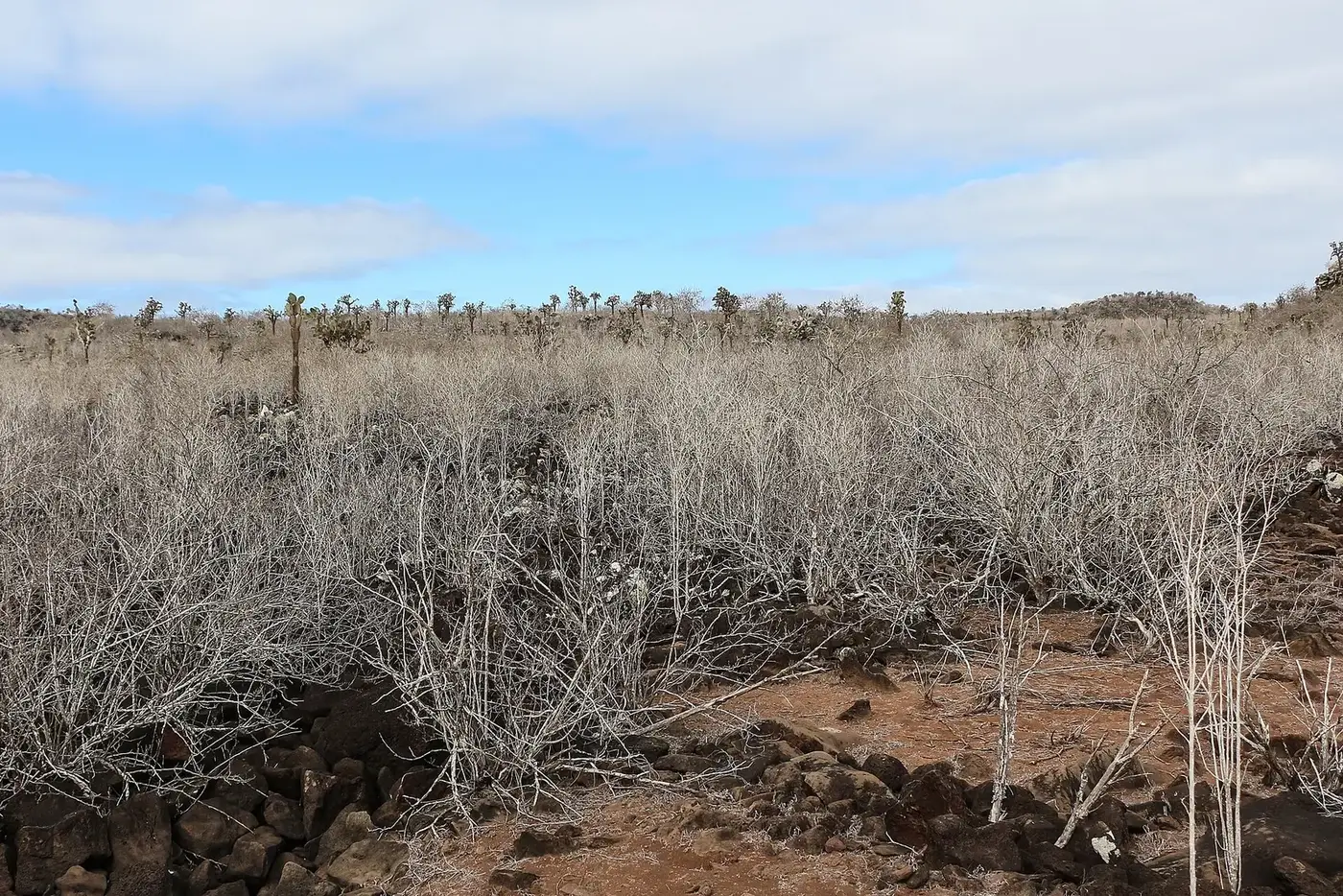 The volcanic landscape and dry vegetation of Santa Fe Island in the Galápagos