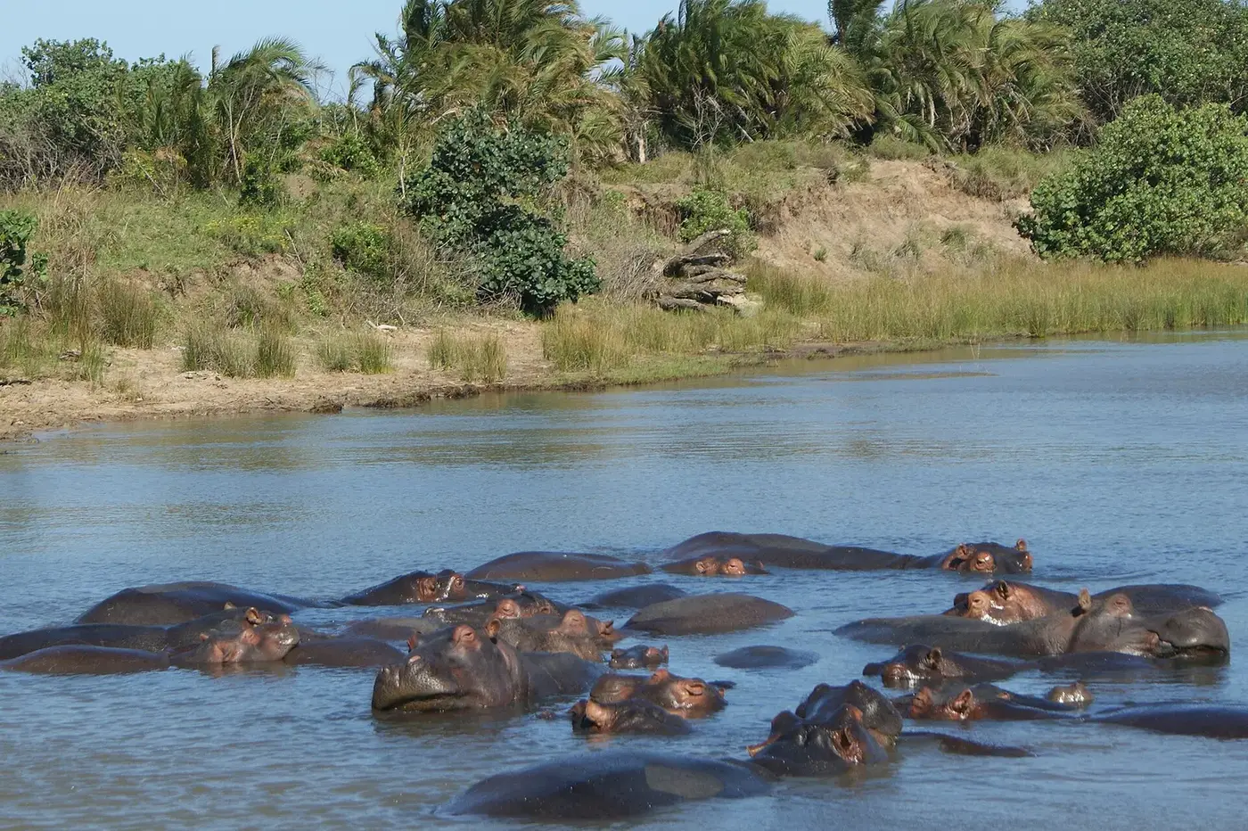 Hippopotamuses in the wetland landscape of iSimangaliso, South Africa