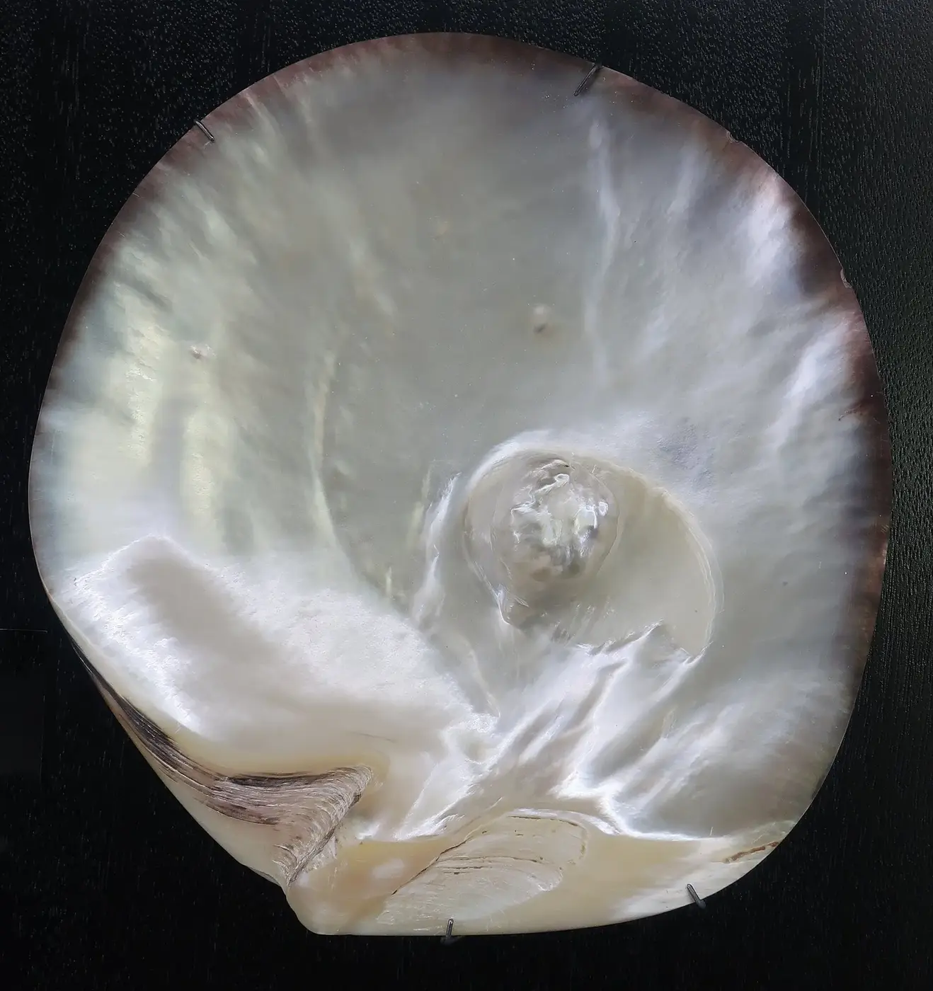 A natural pearl inside a black-lipped oyster shell