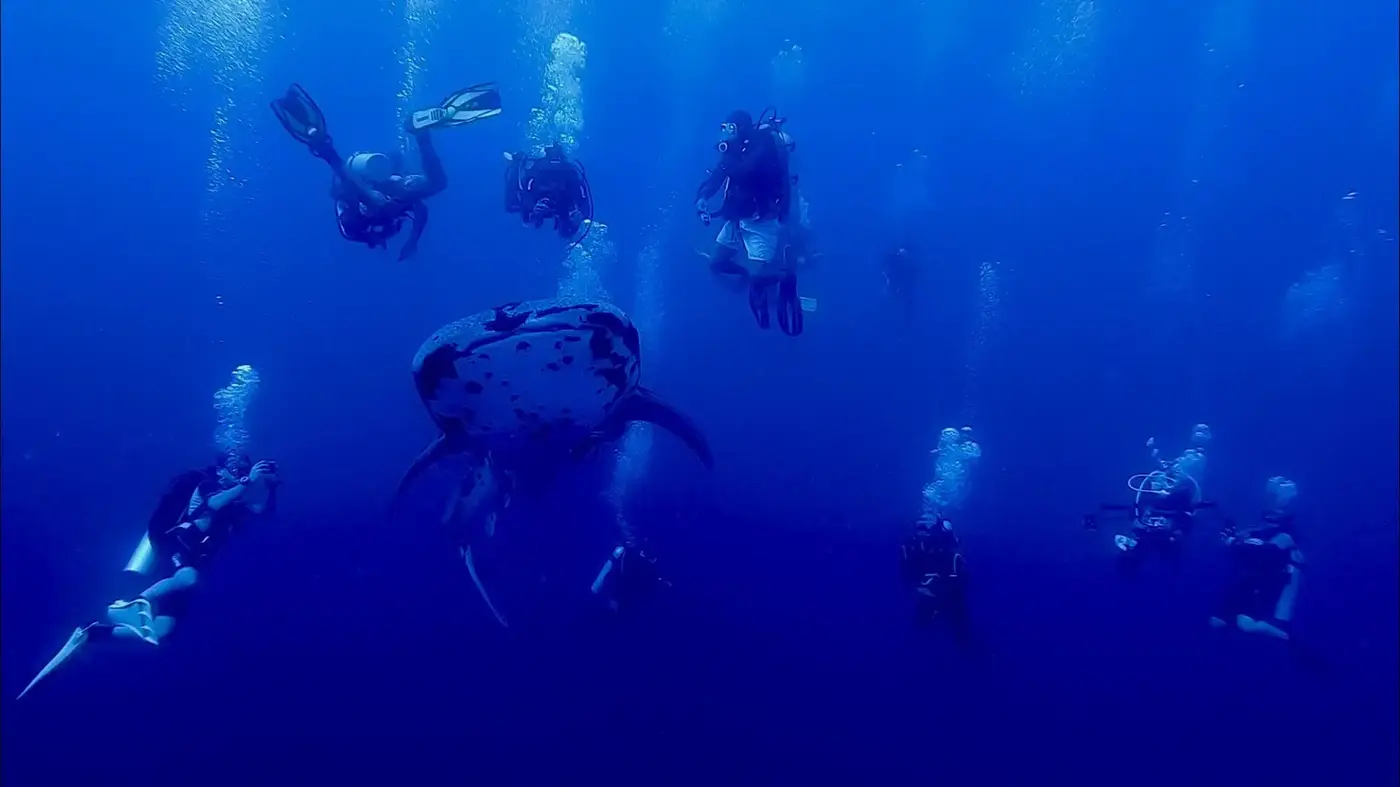 Scuba divers and a whale shark at Tubbataha Reef in the Philippines