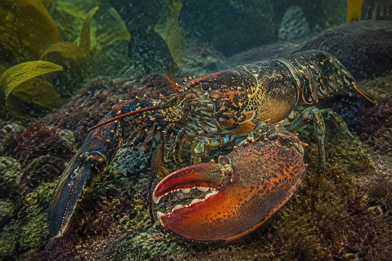 American Lobster