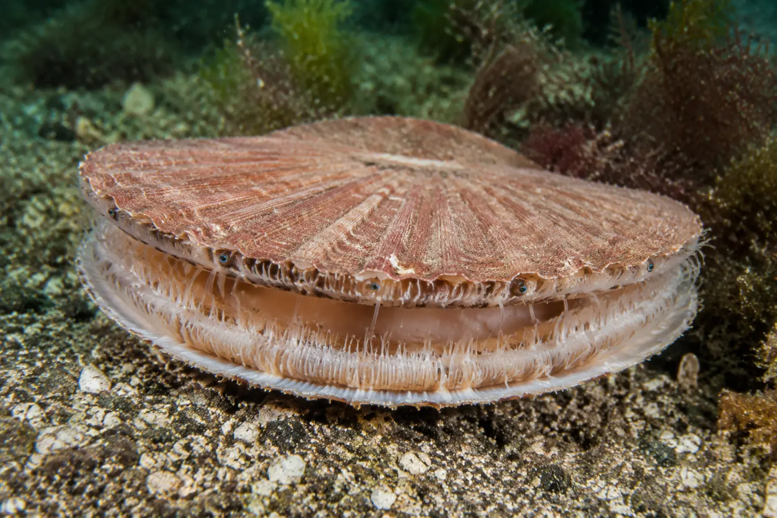 Atlantic Sea Scallop