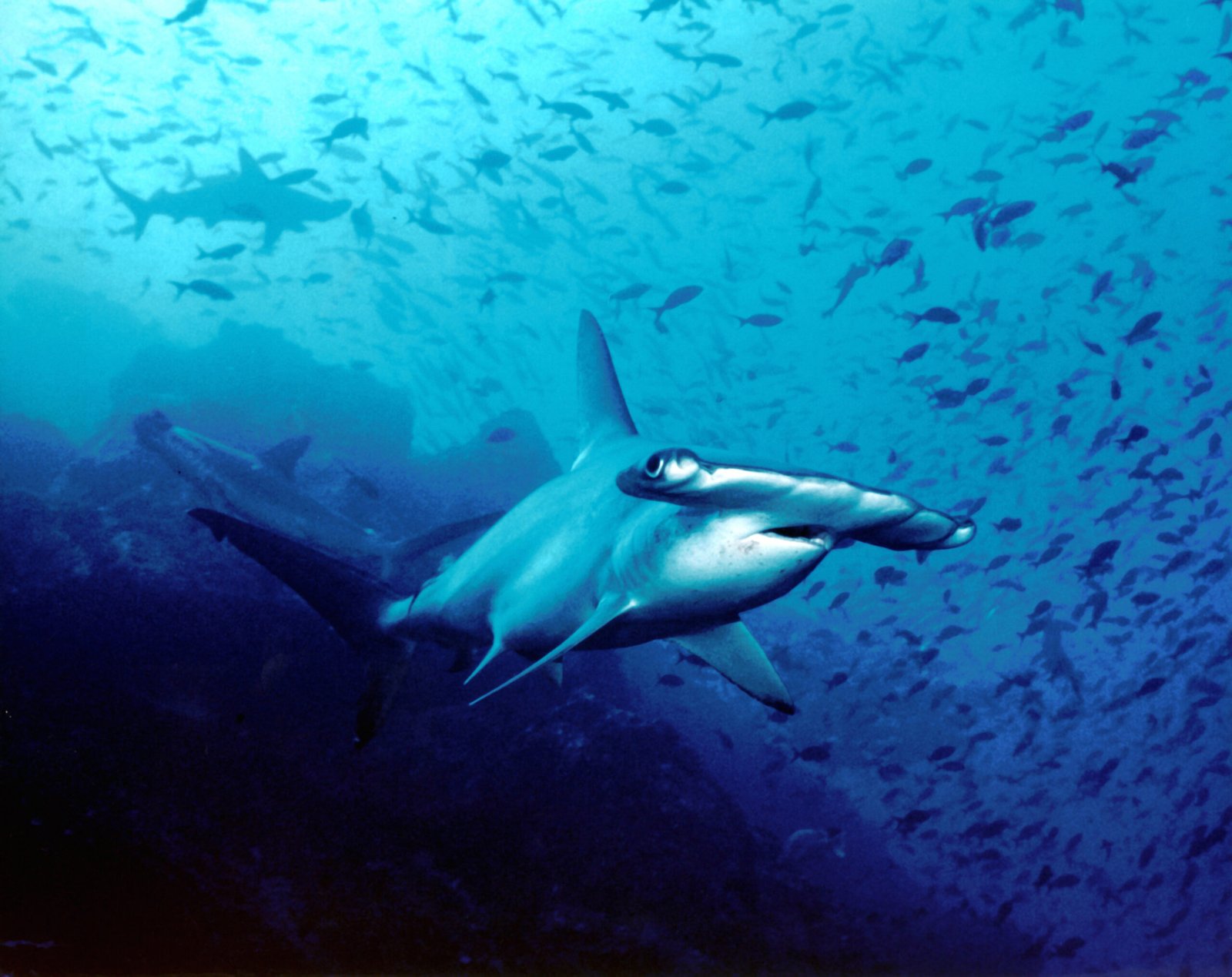 Hammerhead shark swimming in the waters of Cocos Island, Costa Rica