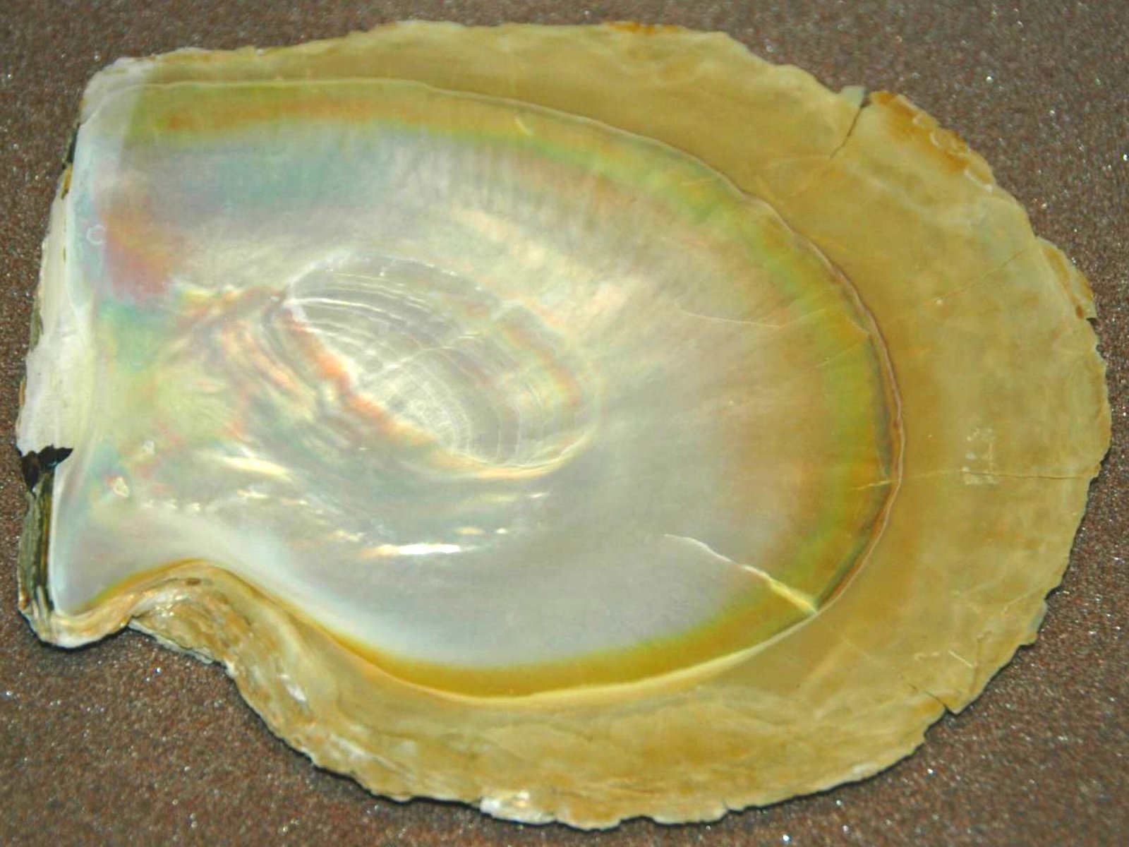 Gold-lipped pearl oyster shell showing nacre associated with South Sea pearl production