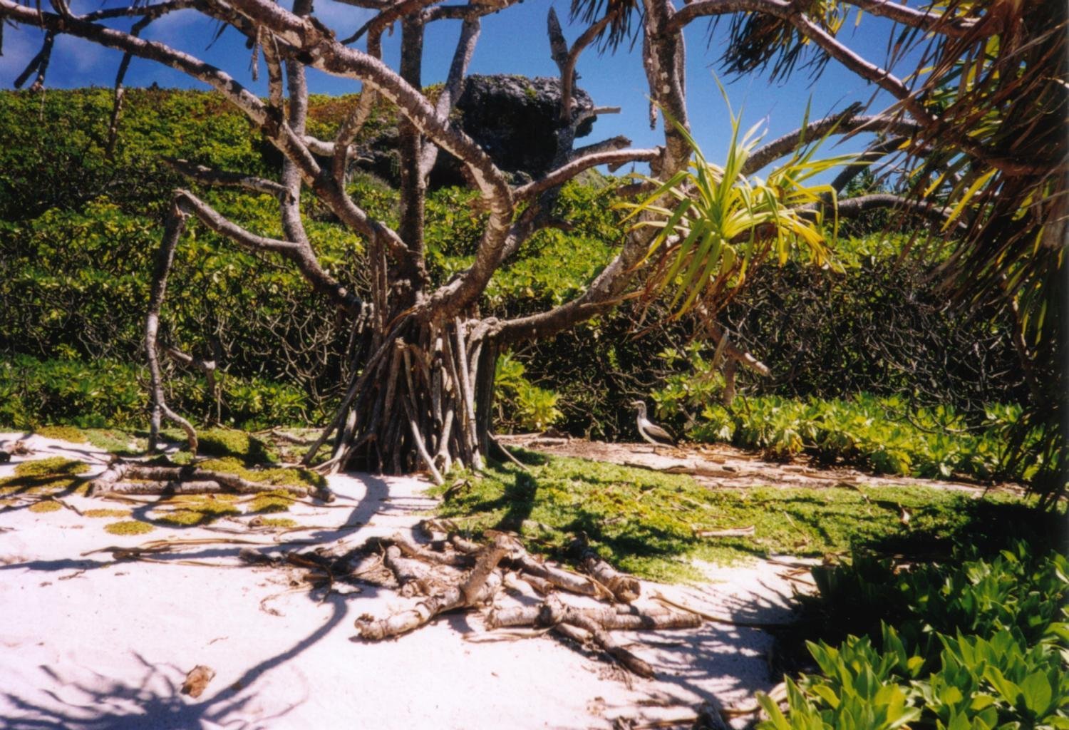 Coastal vegetation and white coral-sand ground on Henderson Island in the Pitcairn Islands