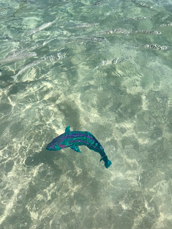 Surge wrasse swimming above coral reef habitat at Lord Howe Island