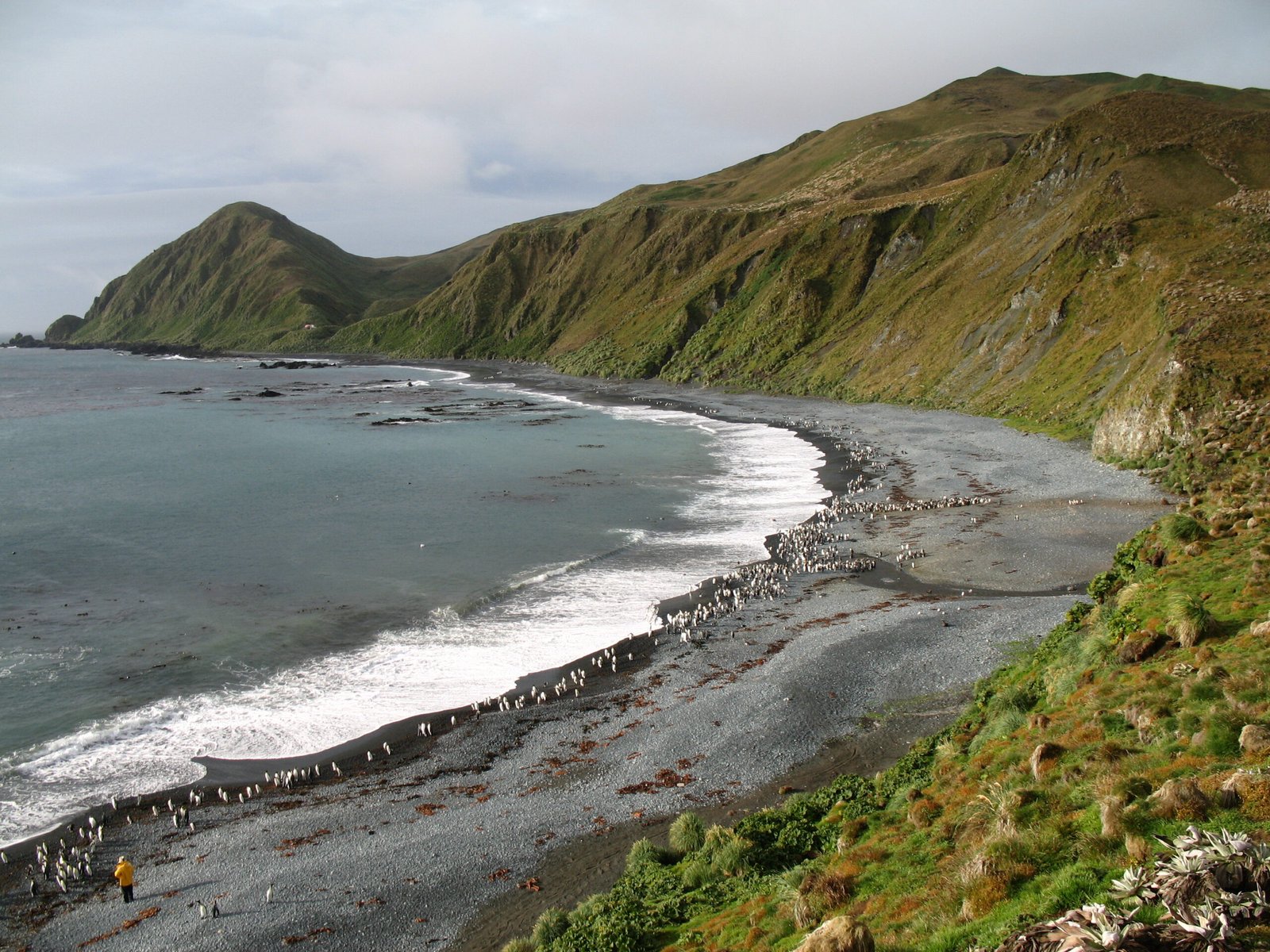 Macquarie Island coastline with royal and king penguins gathered along a dark beach