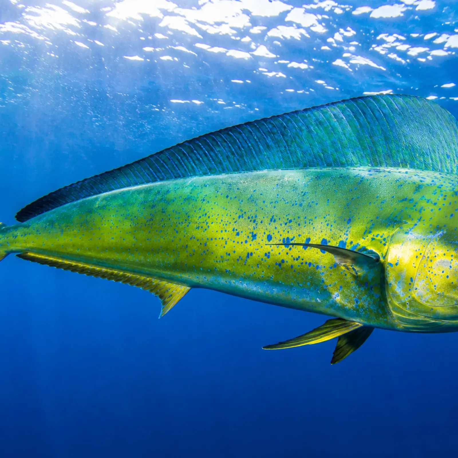 Mahi Mahi