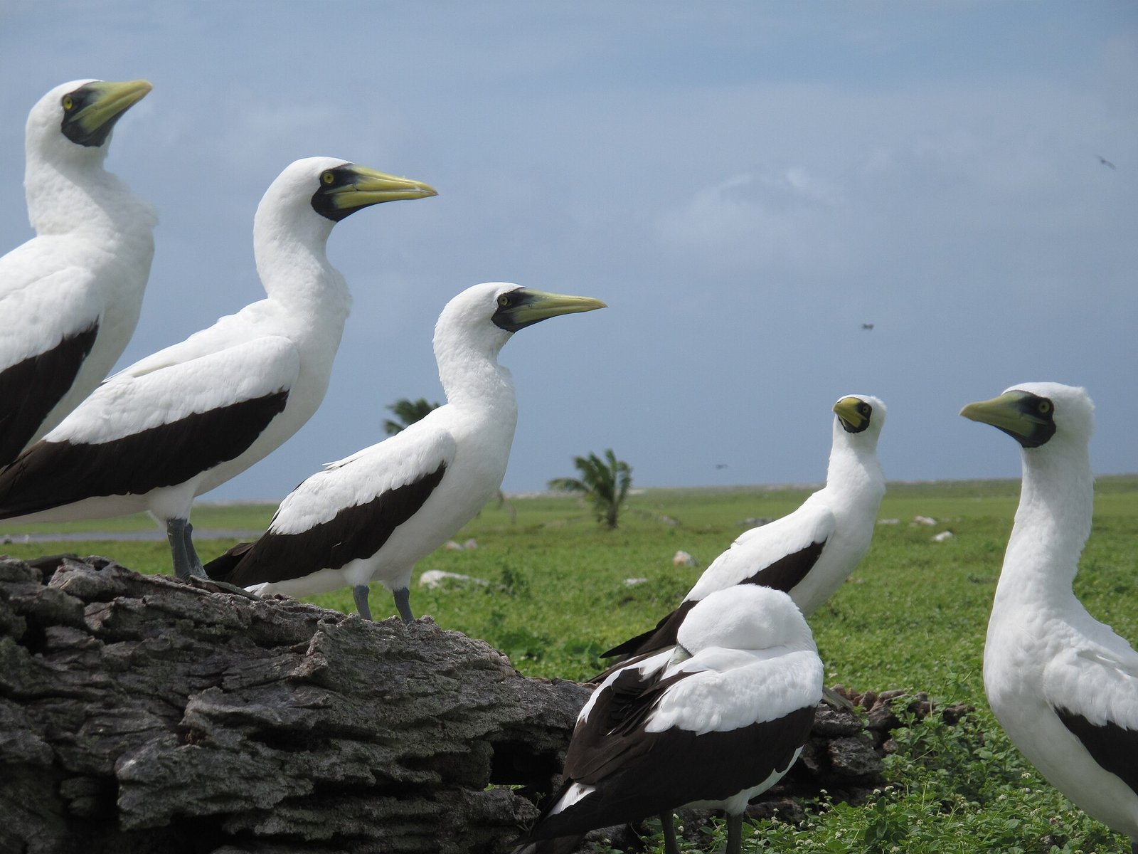 Masked boobies in the Phoenix Islands Protected Area of Kiribati