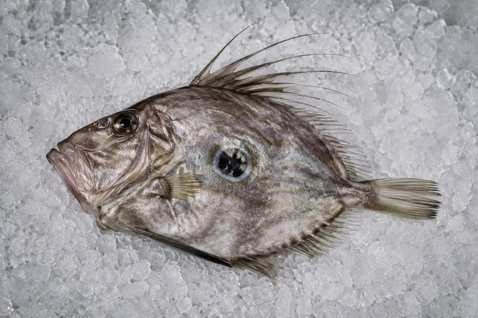 The Seafood List