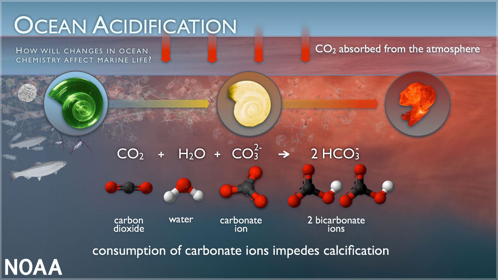NOAA comparison showing a pteropod shell changing under more acidic seawater conditions