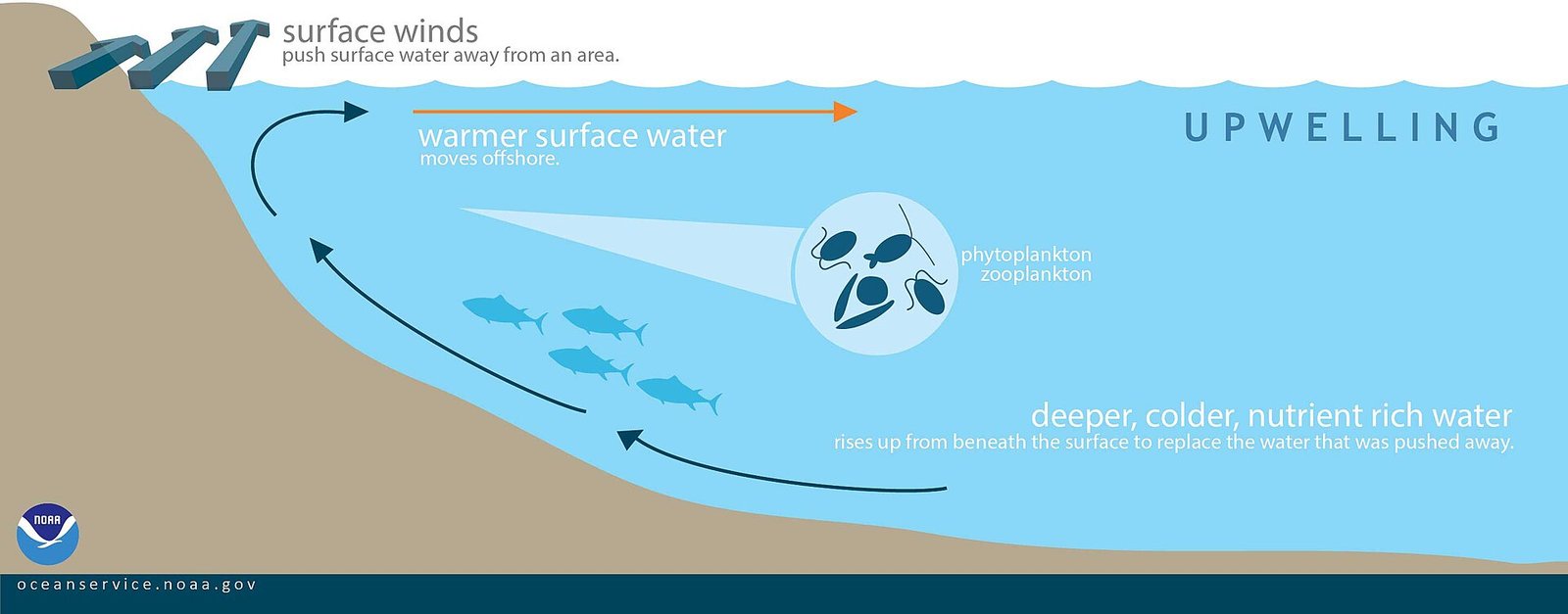 Coastal upwelling diagram showing offshore surface flow and colder deep water rising near the coast
