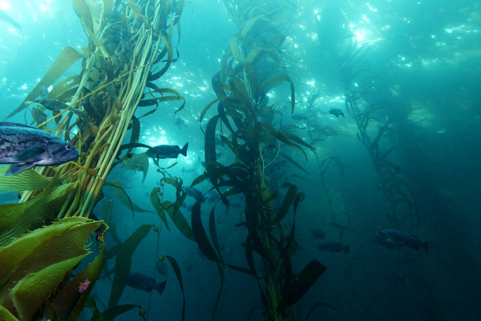 Dense kelp rising through blue water in Monterey Bay National Marine Sanctuary