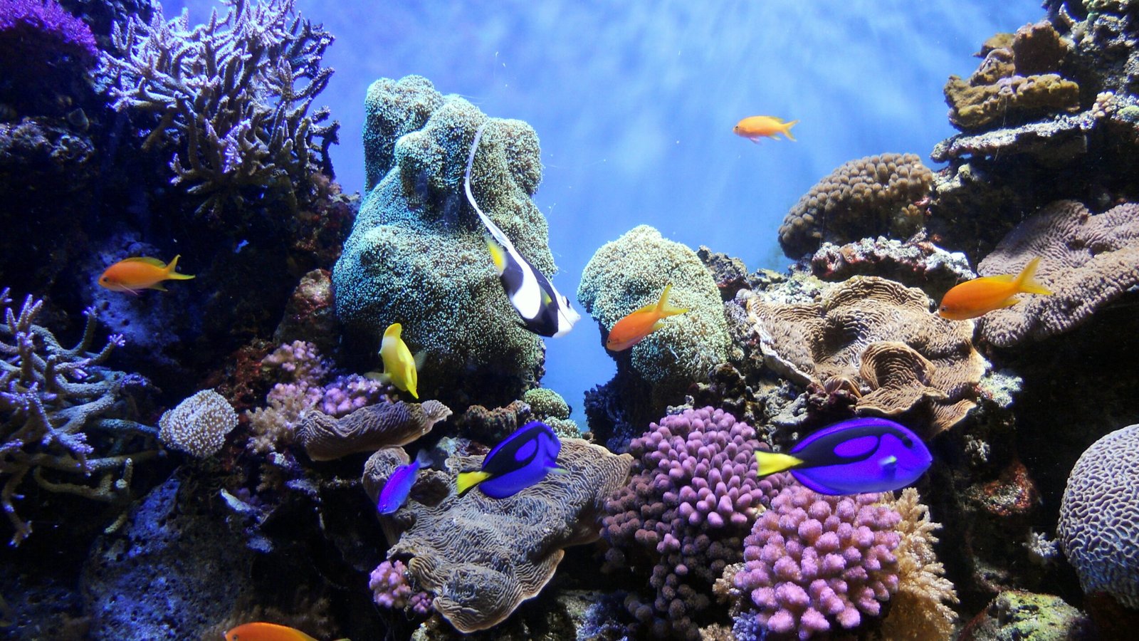 Colourful fish swimming among coral formations