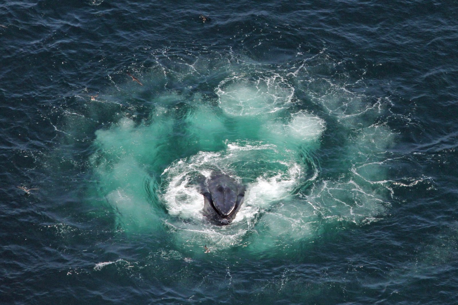 A humpback whale lunging inside a bubble-net spiral at the ocean surface