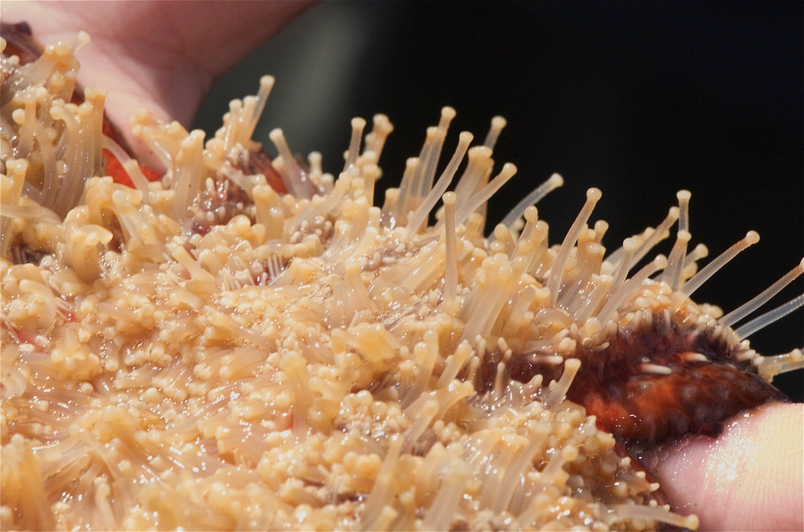 Numerous pale tube feet beneath a sunflower sea star