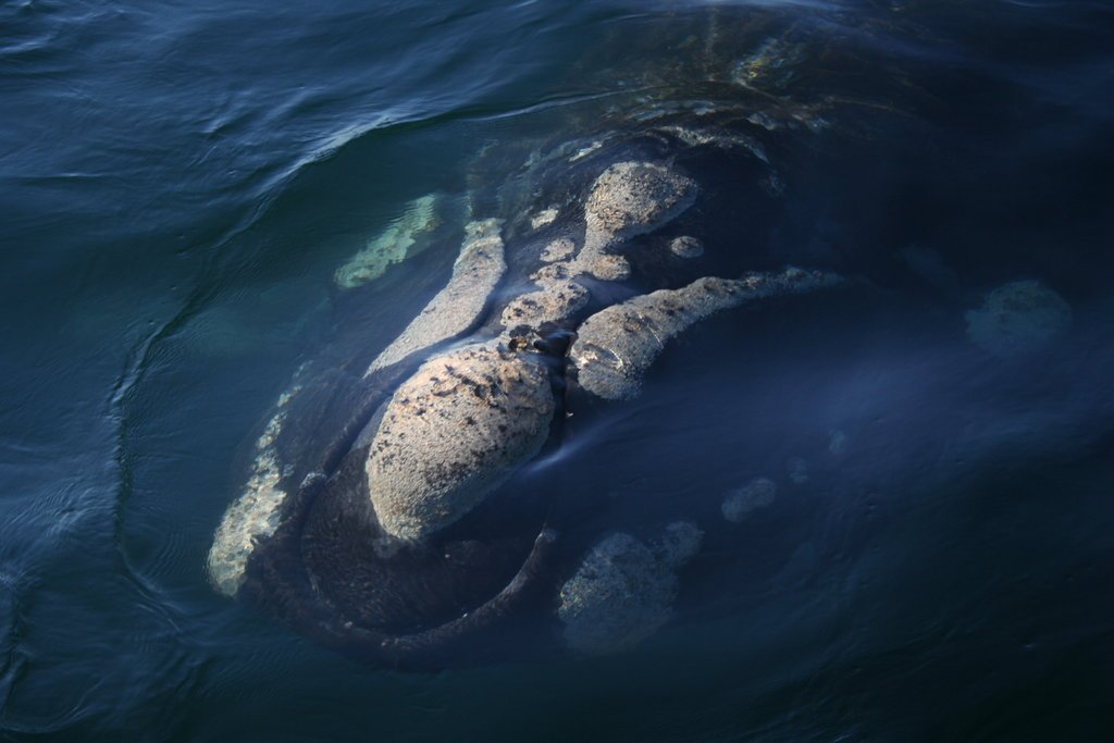 Southern right whale seen through dark Atlantic seawater off Península Valdés