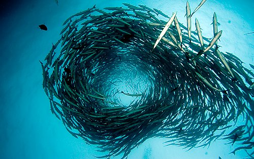 A dense spiral school of barracuda photographed underwater at Sanganeb Reef in Sudan