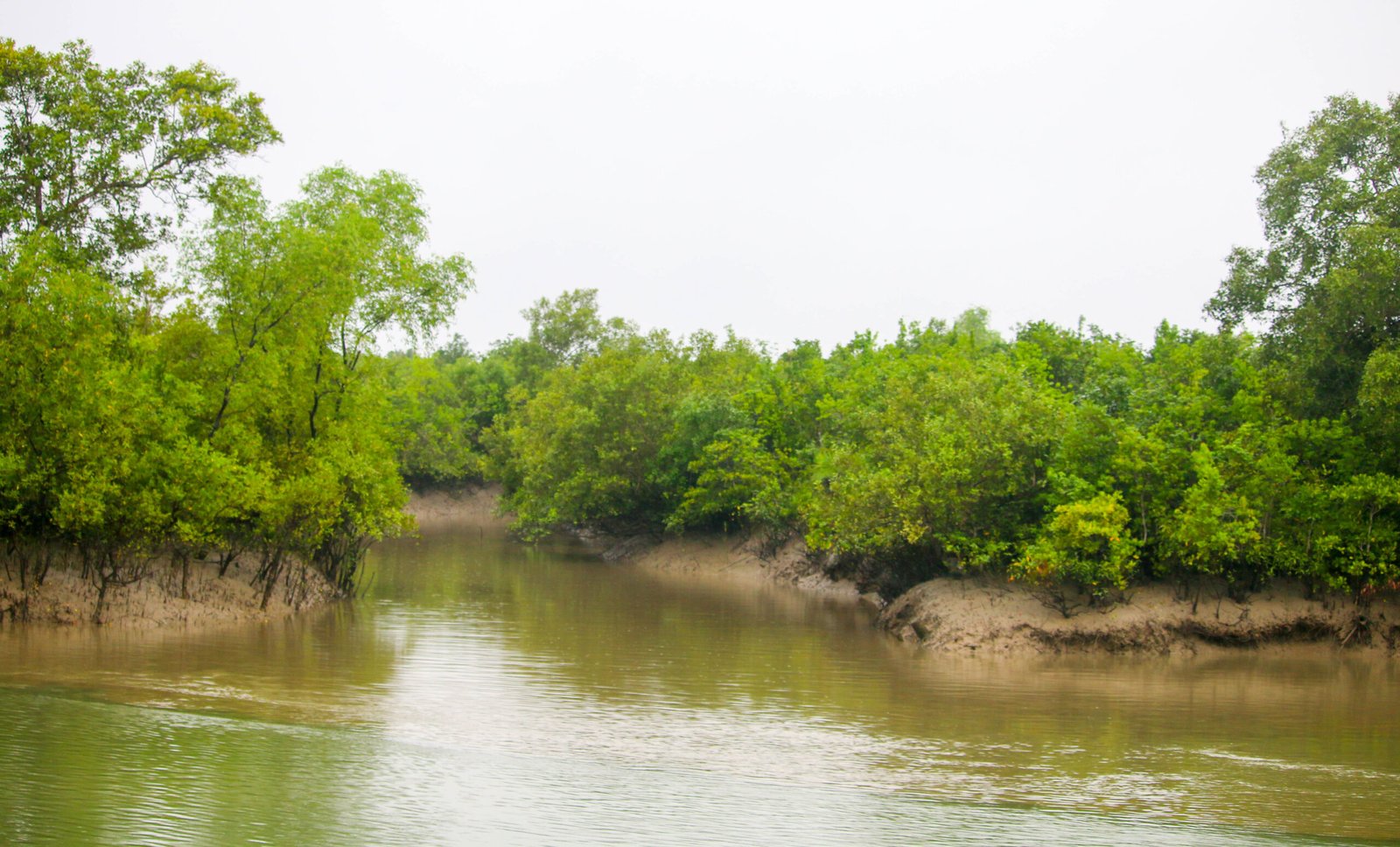 A muddy tidal river winding between dense green mangrove banks in the Bangladesh Sundarbans
