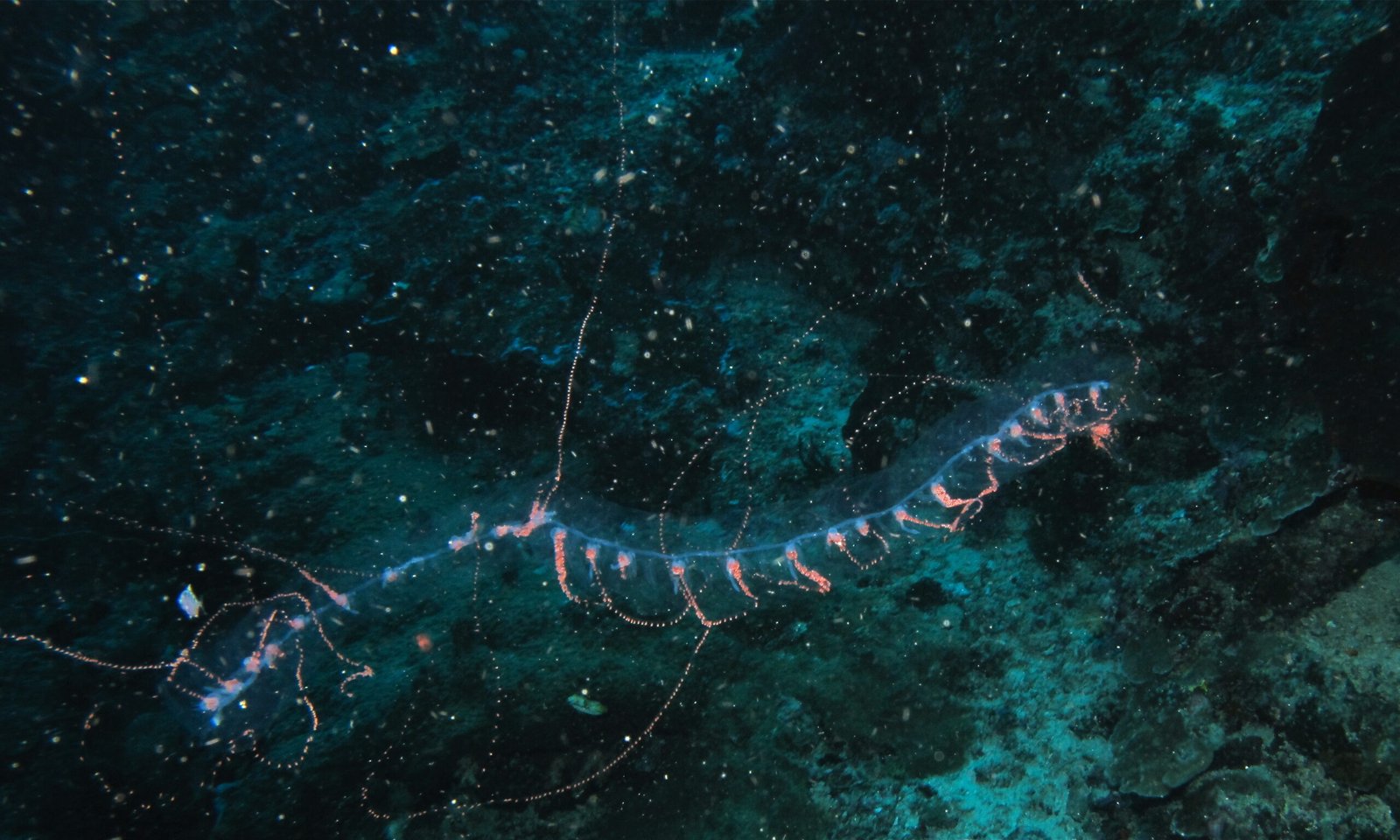 Long transparent siphonophore colony with delicate trailing tentacles above a dark underwater reef