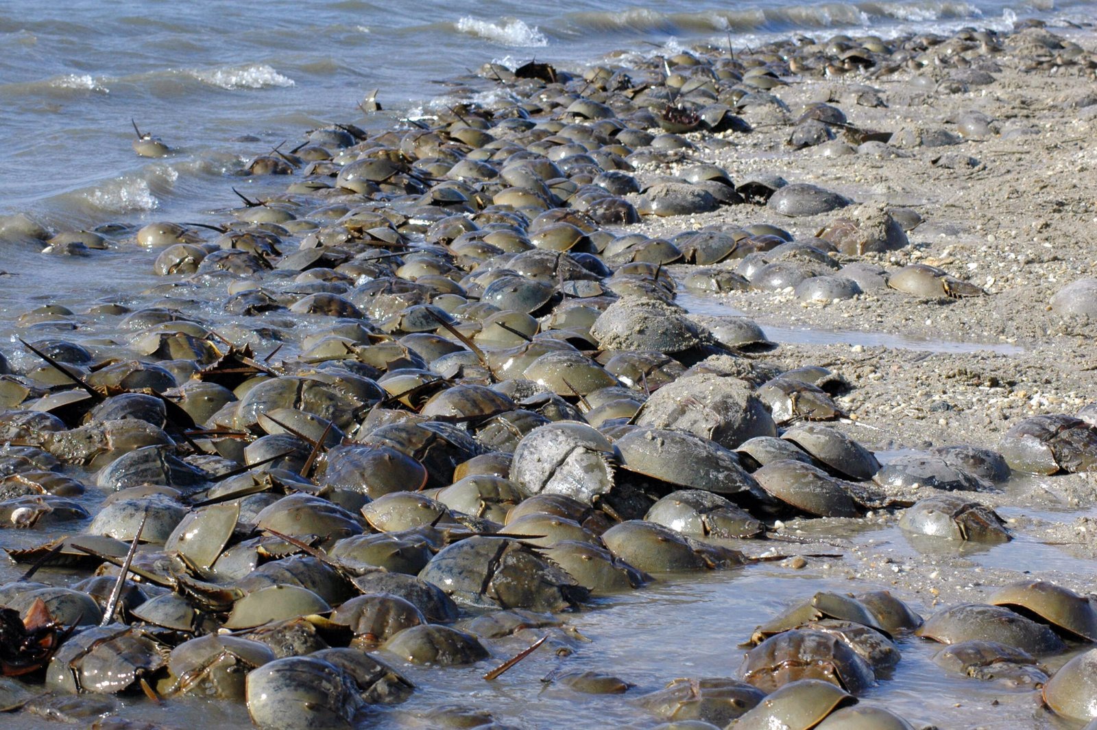 Horseshoe crabs massed in shallow surf and on sand at Mispillion Harbor, Delaware
