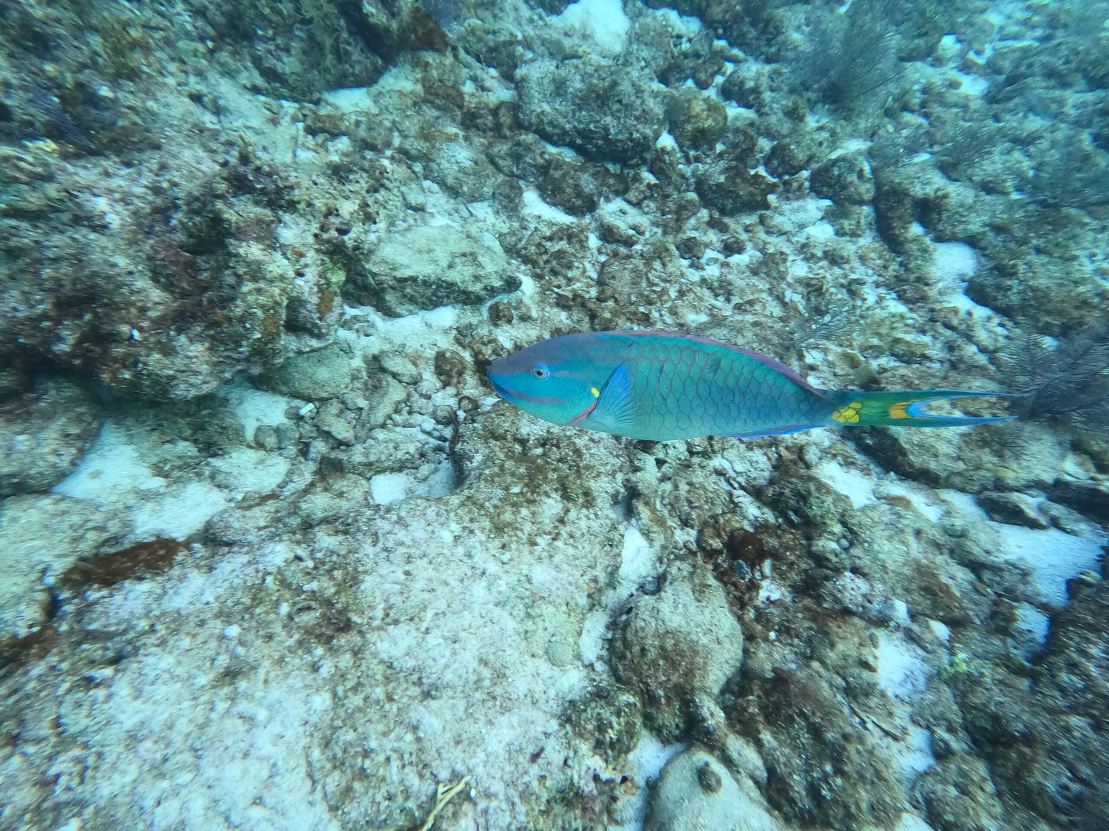 A blue-green parrotfish swimming across a Florida Keys coral reef