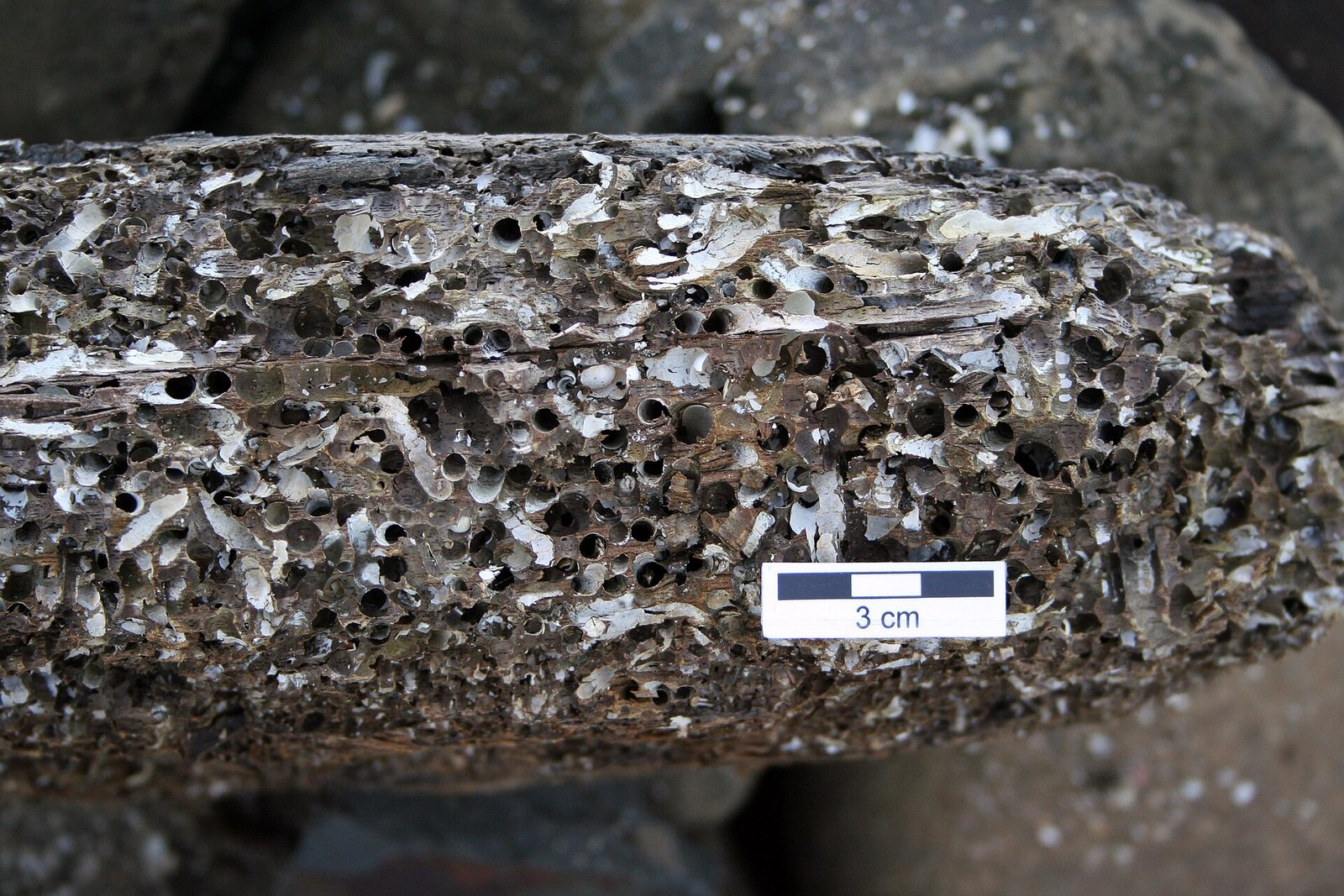Why Shipworms Bore Into Submerged Wood 20261022